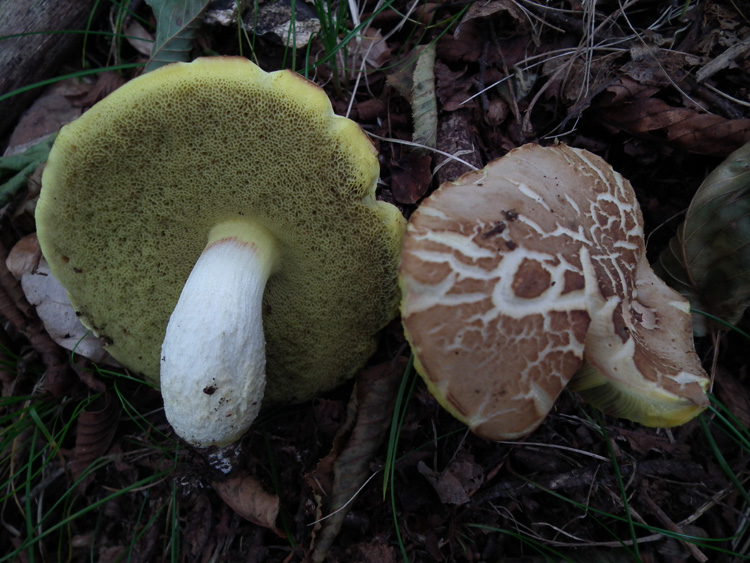 Xerocomus da determinare