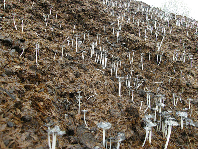 Due funghi molto numerosi