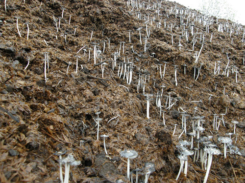 Due funghi molto numerosi