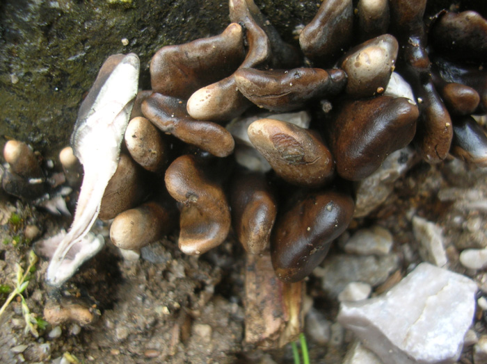 Altri cinque ritrovamenti dello scorso anno