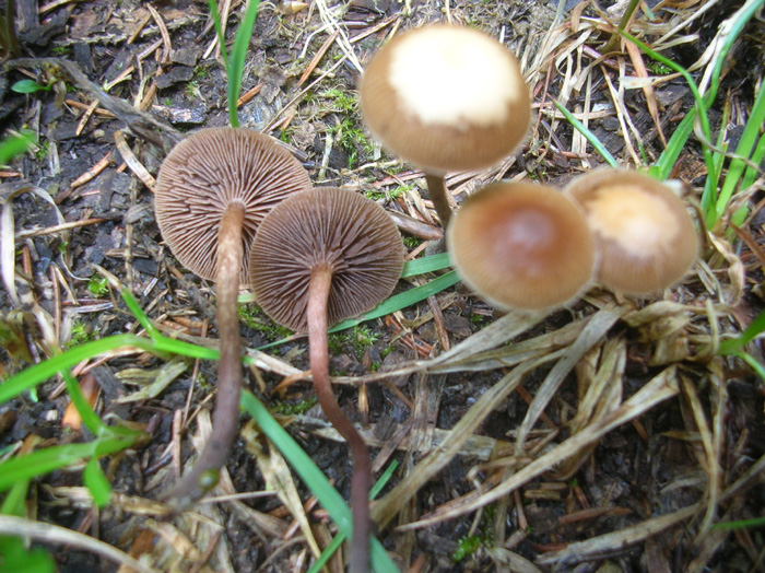 Altri cinque ritrovamenti dello scorso anno