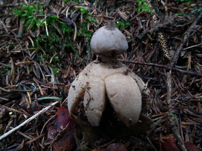 Altri cinque ritrovamenti dello scorso anno