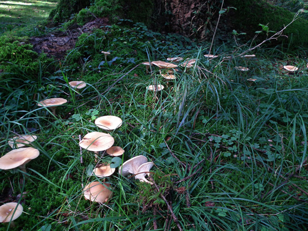 Altri tre ritrovamenti dello scorso anno