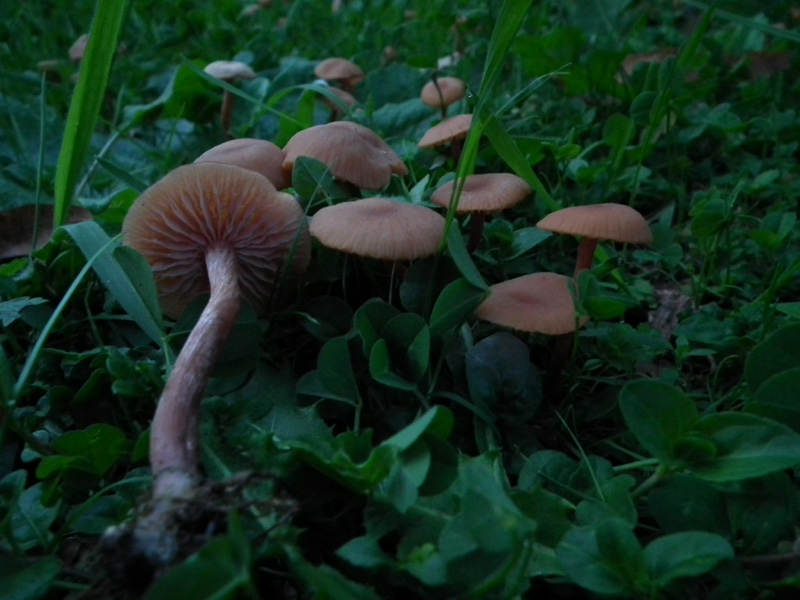 Altri cinque ritrovamenti dello scorso anno