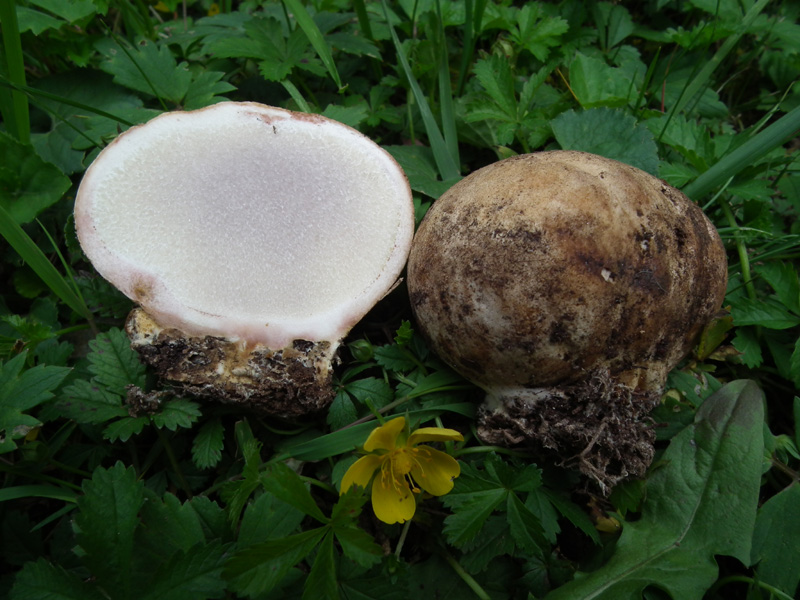 Scleroderma e Tricholoma