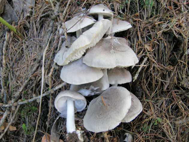 Altri cinque ritrovamenti dello scorso anno