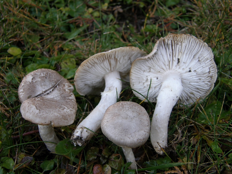 Scleroderma e Tricholoma