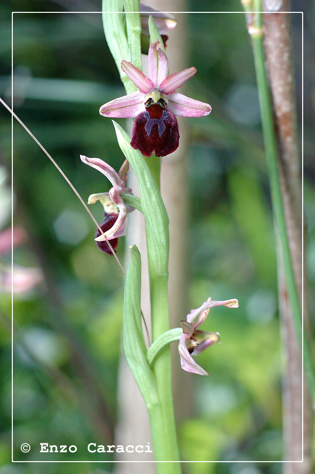 Ophrys sphegodes subsp. panormitana - Sicilia Occidentale