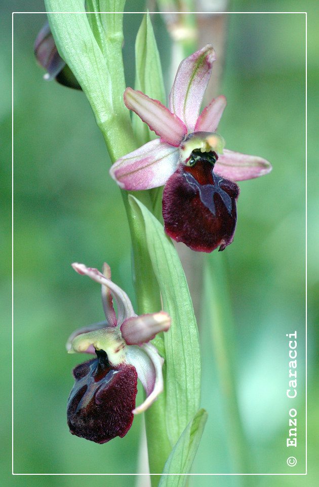 Ophrys sphegodes subsp. panormitana - Sicilia Occidentale