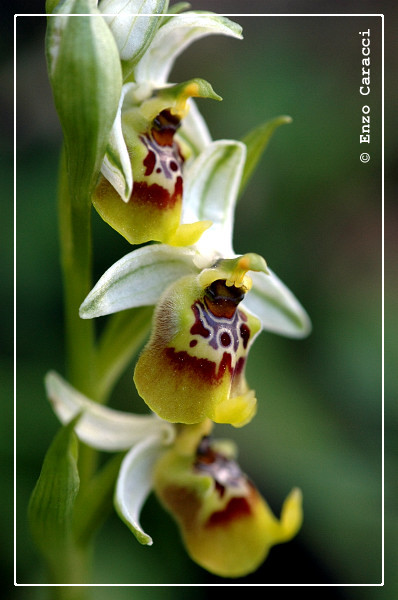 Ophrys biancae - Sicilia Sud-orientale