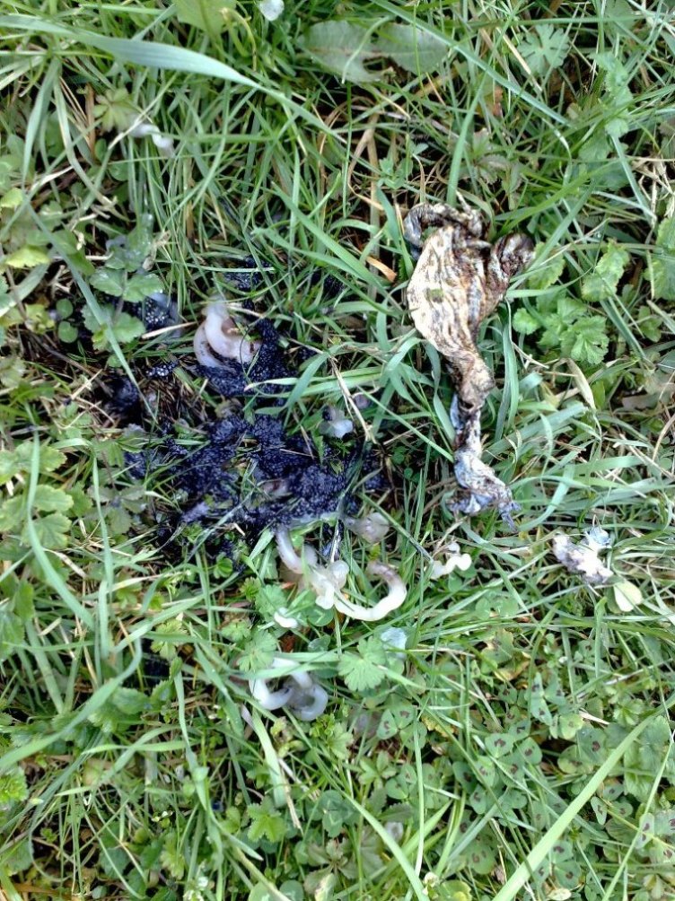 Tasso, Volpe o...Lupo Mannaro