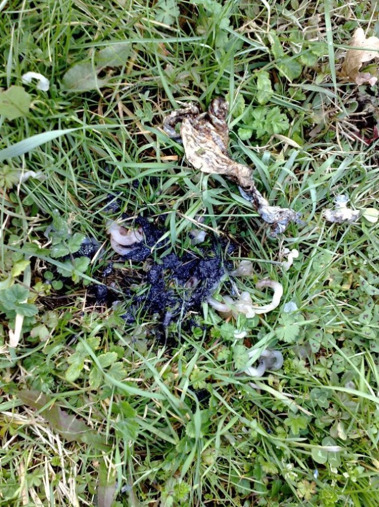 Tasso, Volpe o...Lupo Mannaro