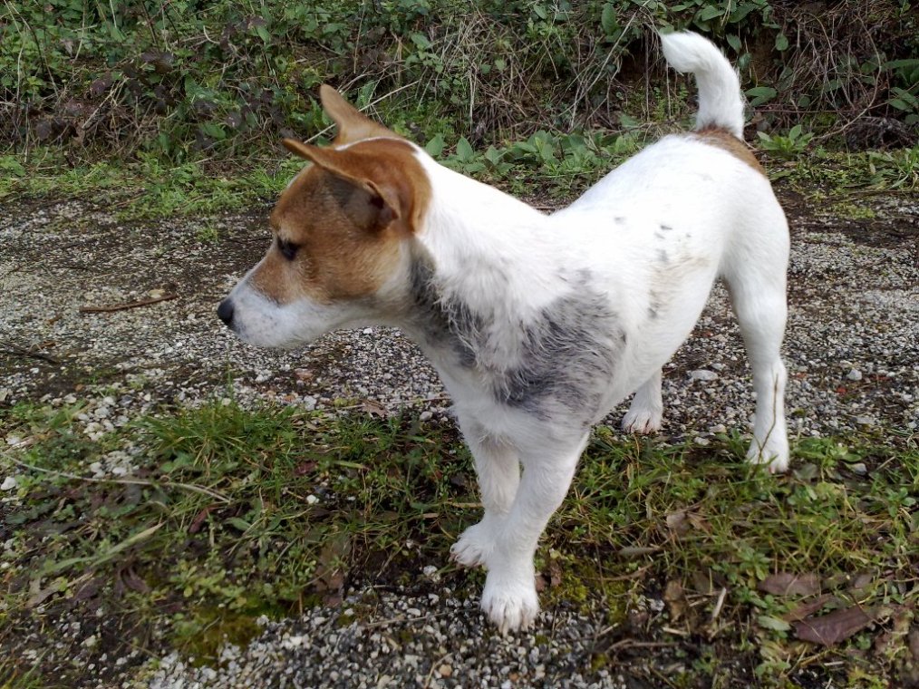 Tasso, Volpe o...Lupo Mannaro