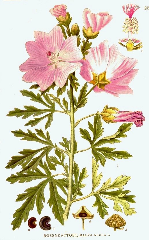 Althea cannabina