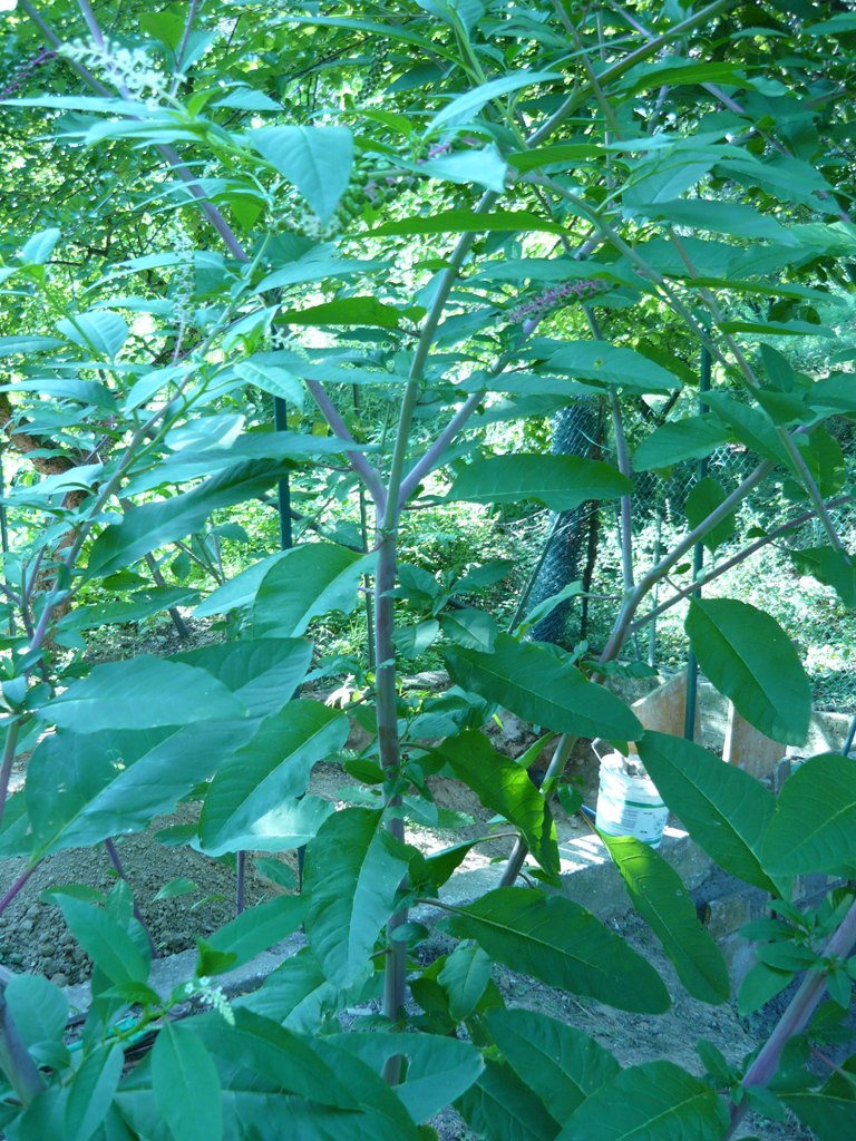 Phytolacca americana