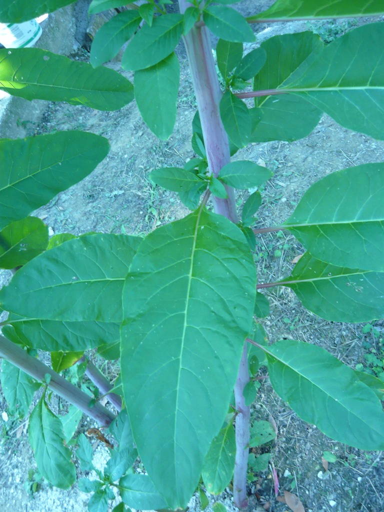 Phytolacca americana