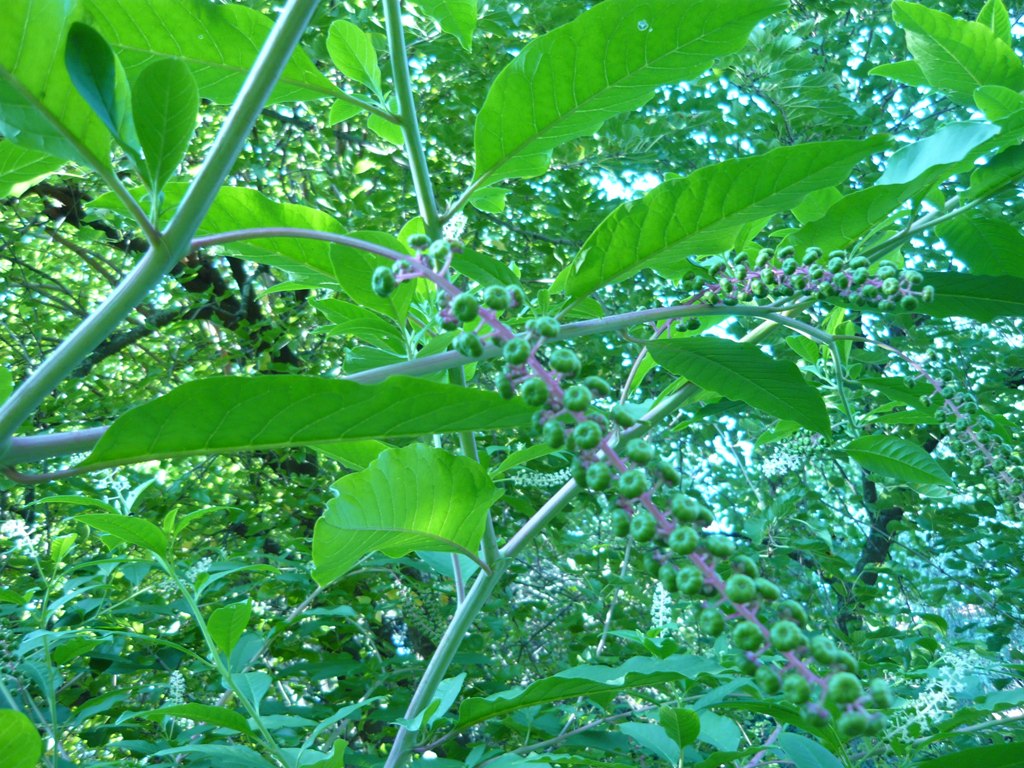 Phytolacca americana