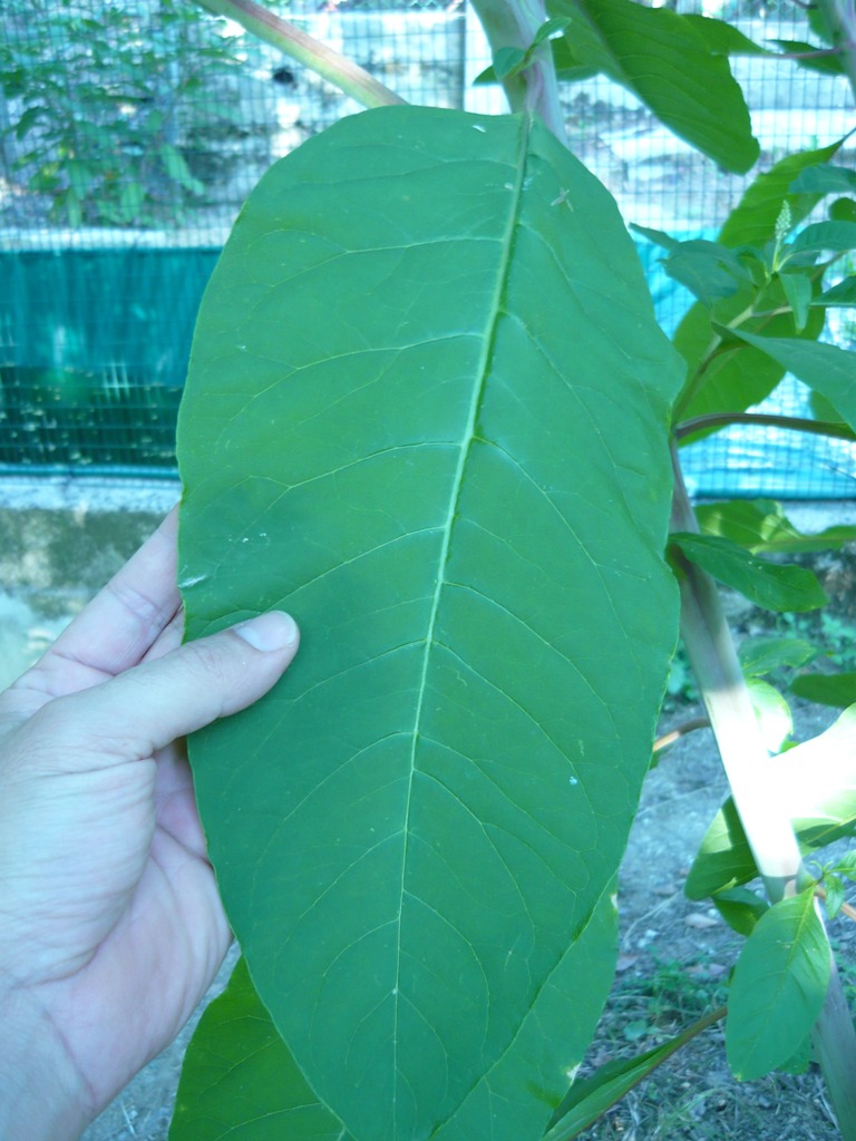 Phytolacca americana