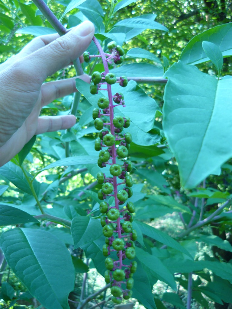 Phytolacca americana