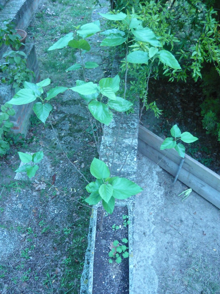 Morus alba