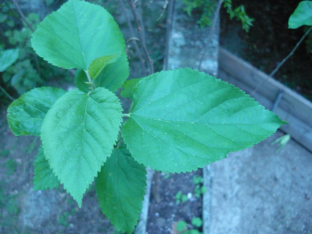 Morus alba