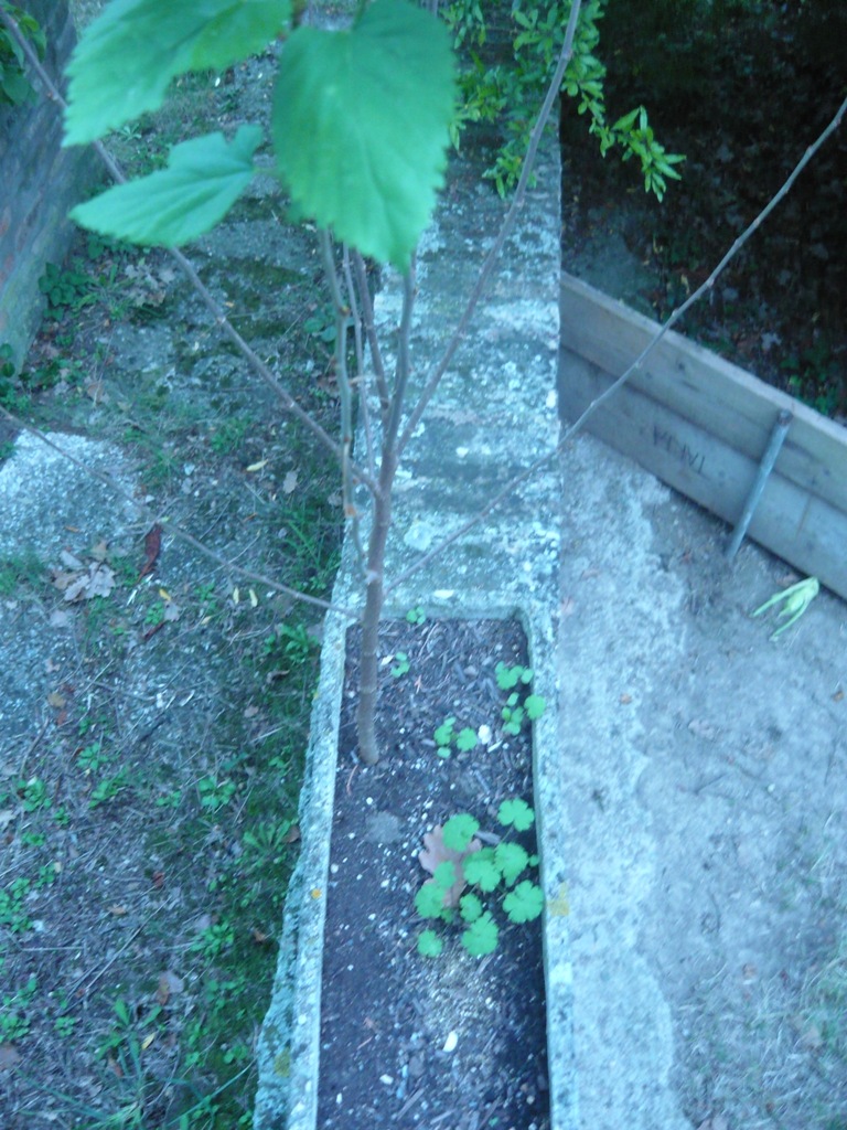 Morus alba
