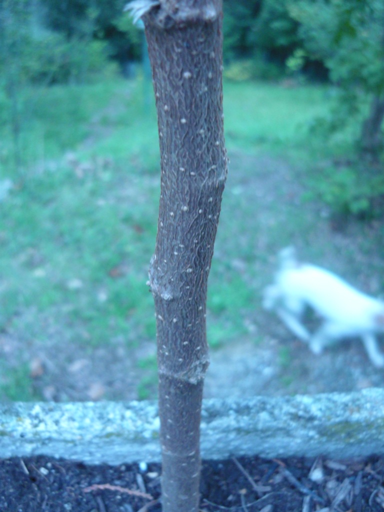 Morus alba