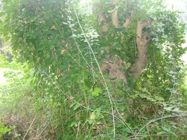 Morus alba