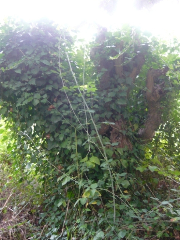Morus alba