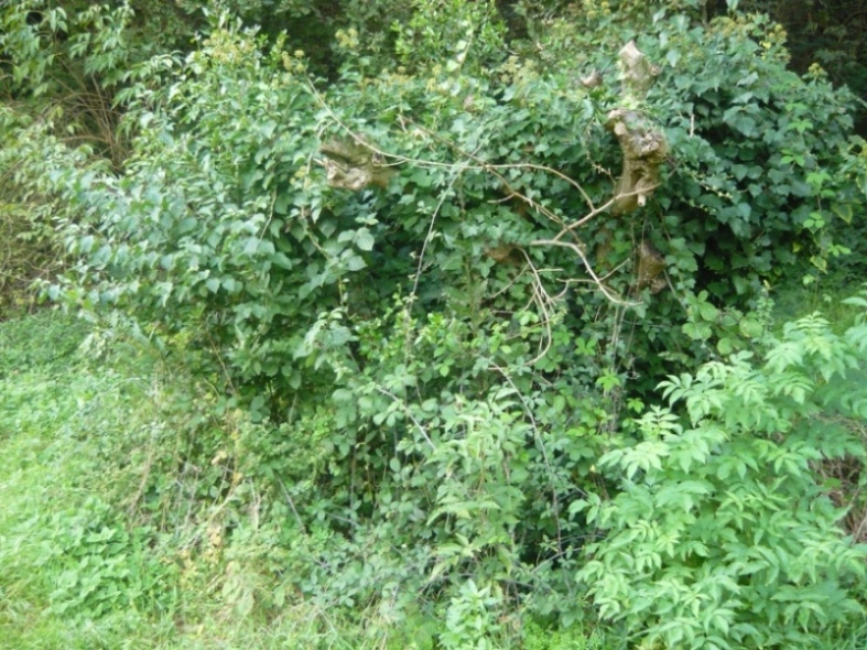 Morus alba