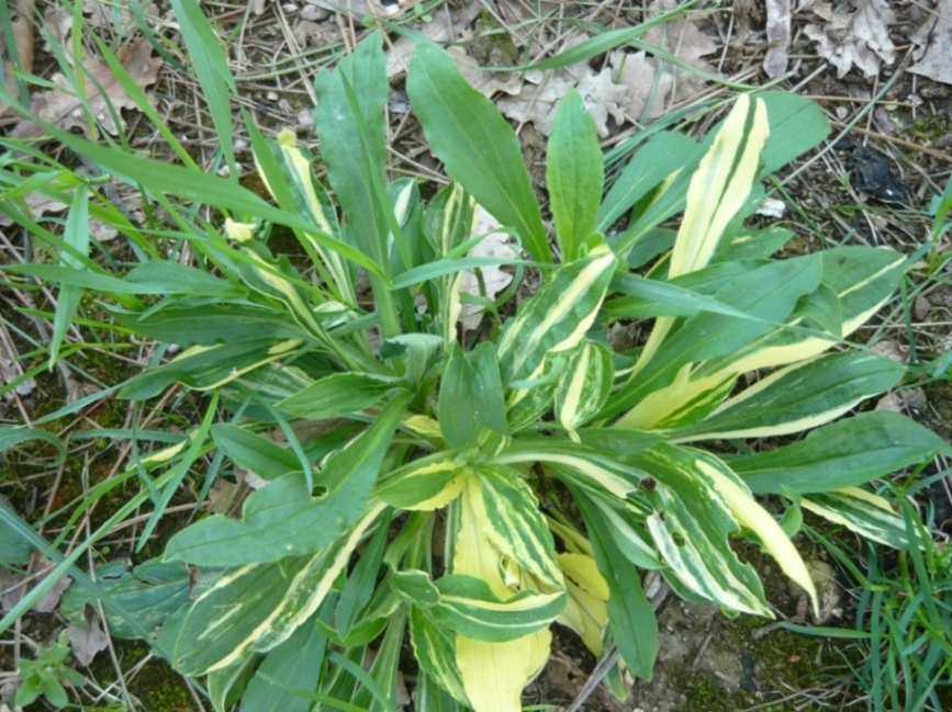 Silene latifolia