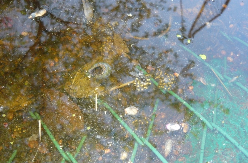 Uova in gel - Hyla intermedia