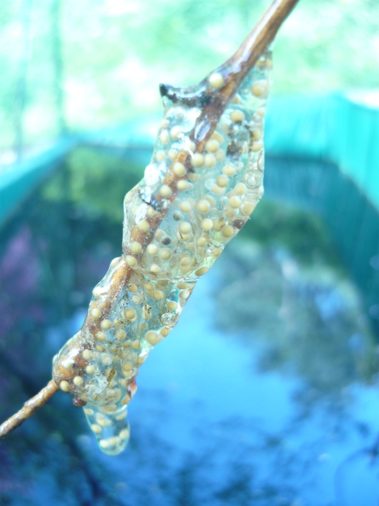 Uova in gel - Hyla intermedia