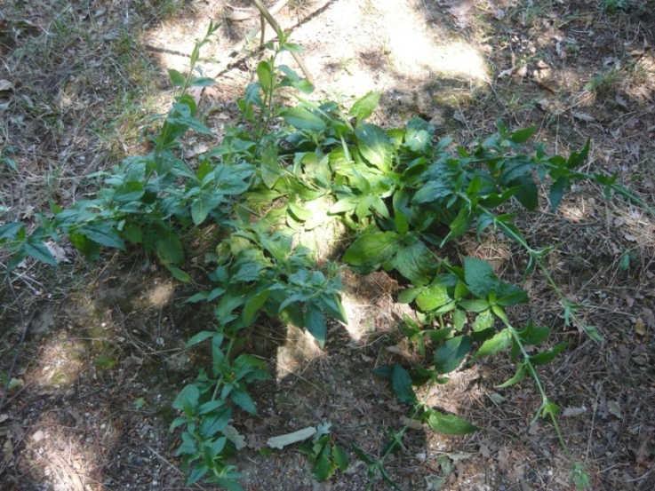 Silene latifolia