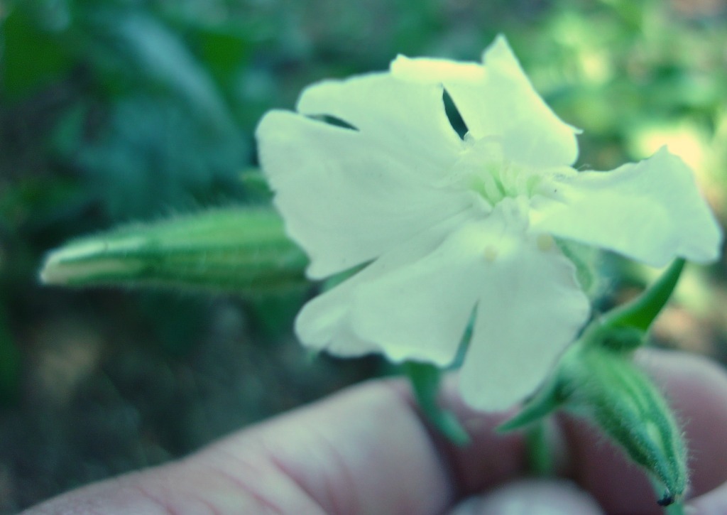 Silene latifolia