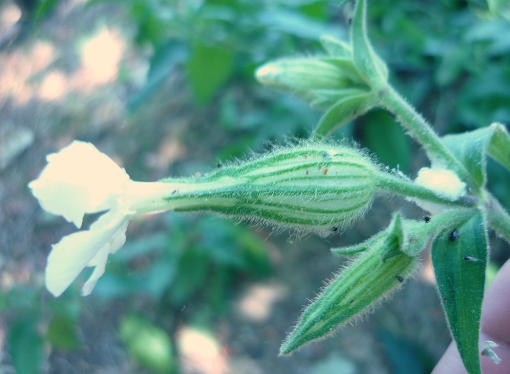 Silene latifolia