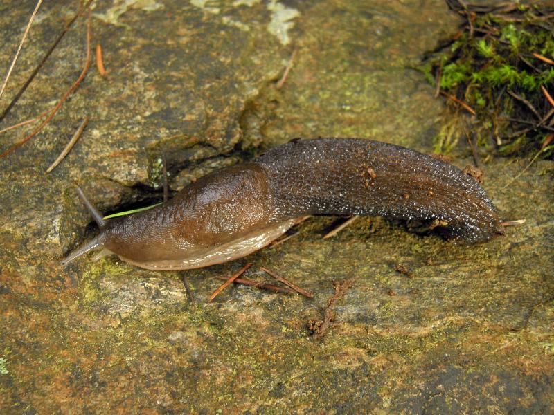 Limax corsicus-gruppo da Cosenza