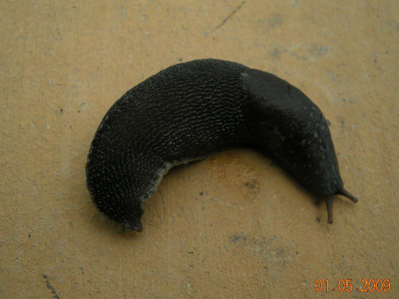 Limax  del maximus-gruppo da S. Pietro in G. (CS)