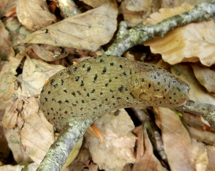 Limax graecus-gruppo da Cosenza n 3