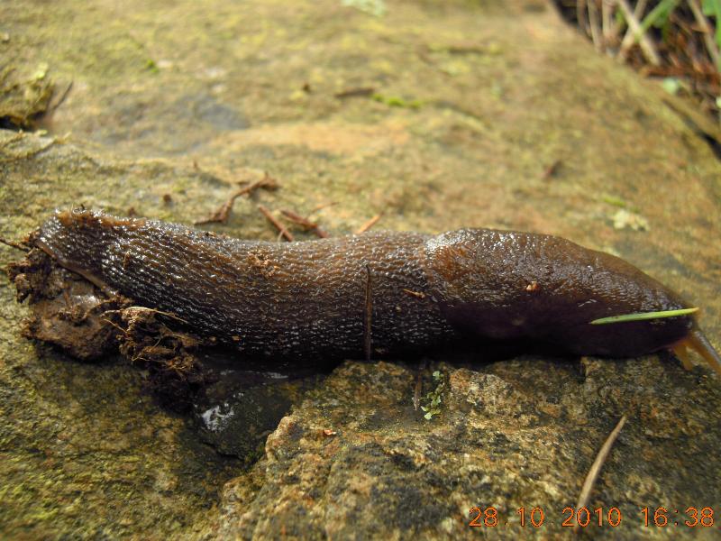 Limax corsicus-gruppo da Cosenza