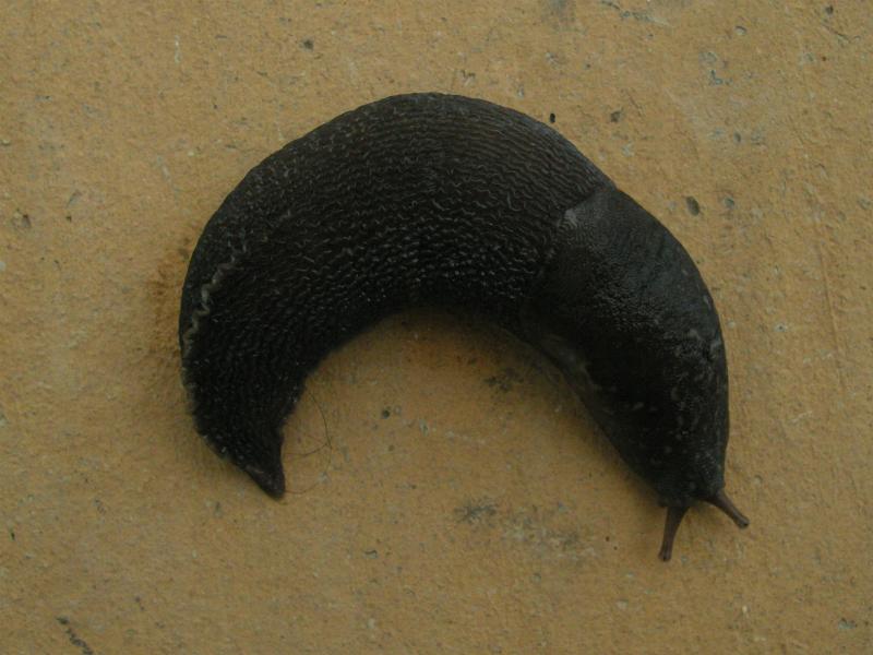 Limax  del maximus-gruppo da S. Pietro in G. (CS)