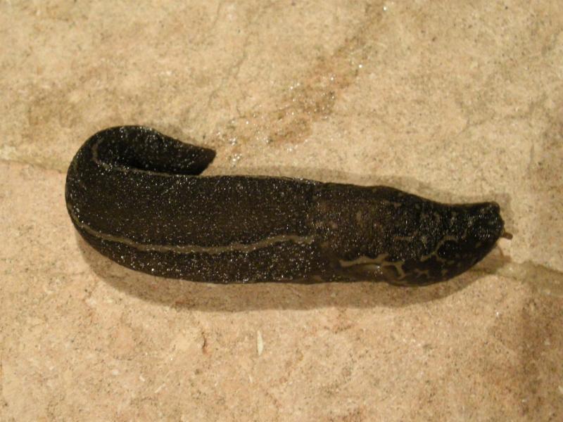 Limax del maximus-gruppo da S. Pietro in G. (CS) n 2