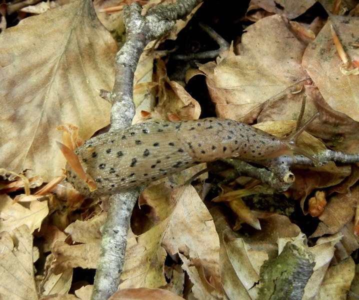 Limax graecus-gruppo da Cosenza n 3