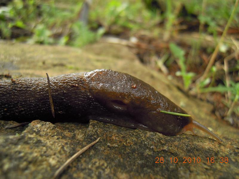 Limax corsicus-gruppo da Cosenza