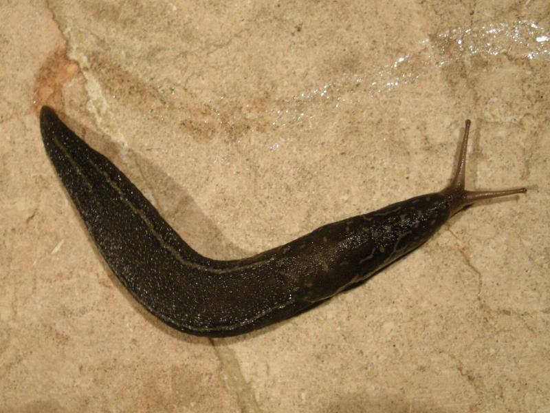 Limax del maximus-gruppo da S. Pietro in G. (CS) n 2