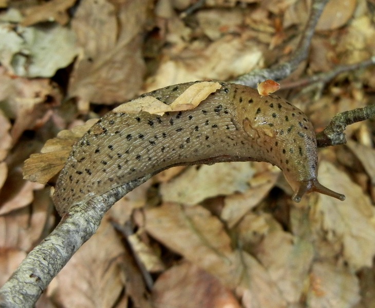 Limax graecus-gruppo da Cosenza n 3