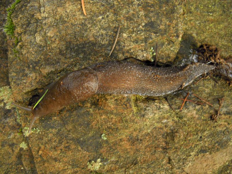 Limax corsicus-gruppo da Cosenza