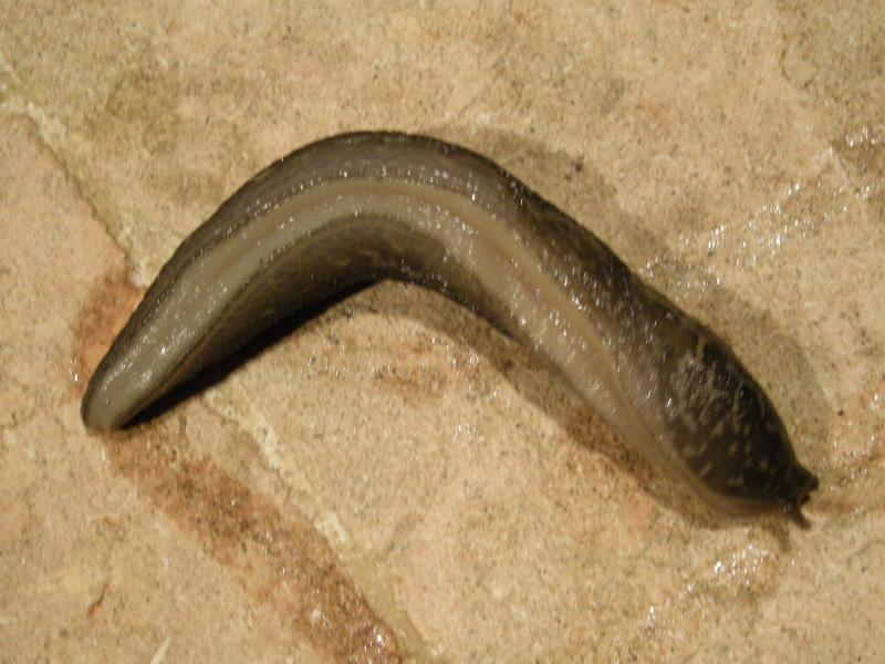 Limax del maximus-gruppo da S. Pietro in G. (CS) n 2