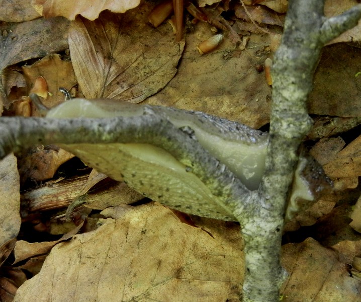 Limax graecus-gruppo da Cosenza n 3