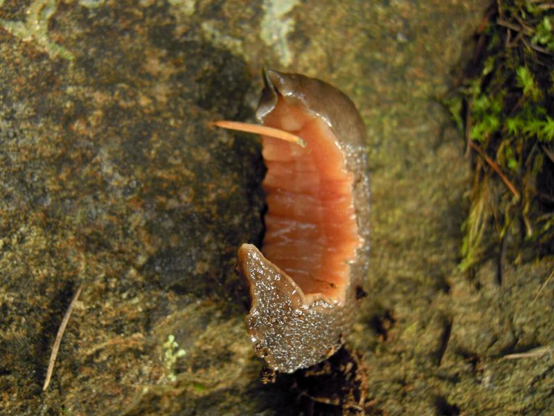 Limax corsicus-gruppo da Cosenza